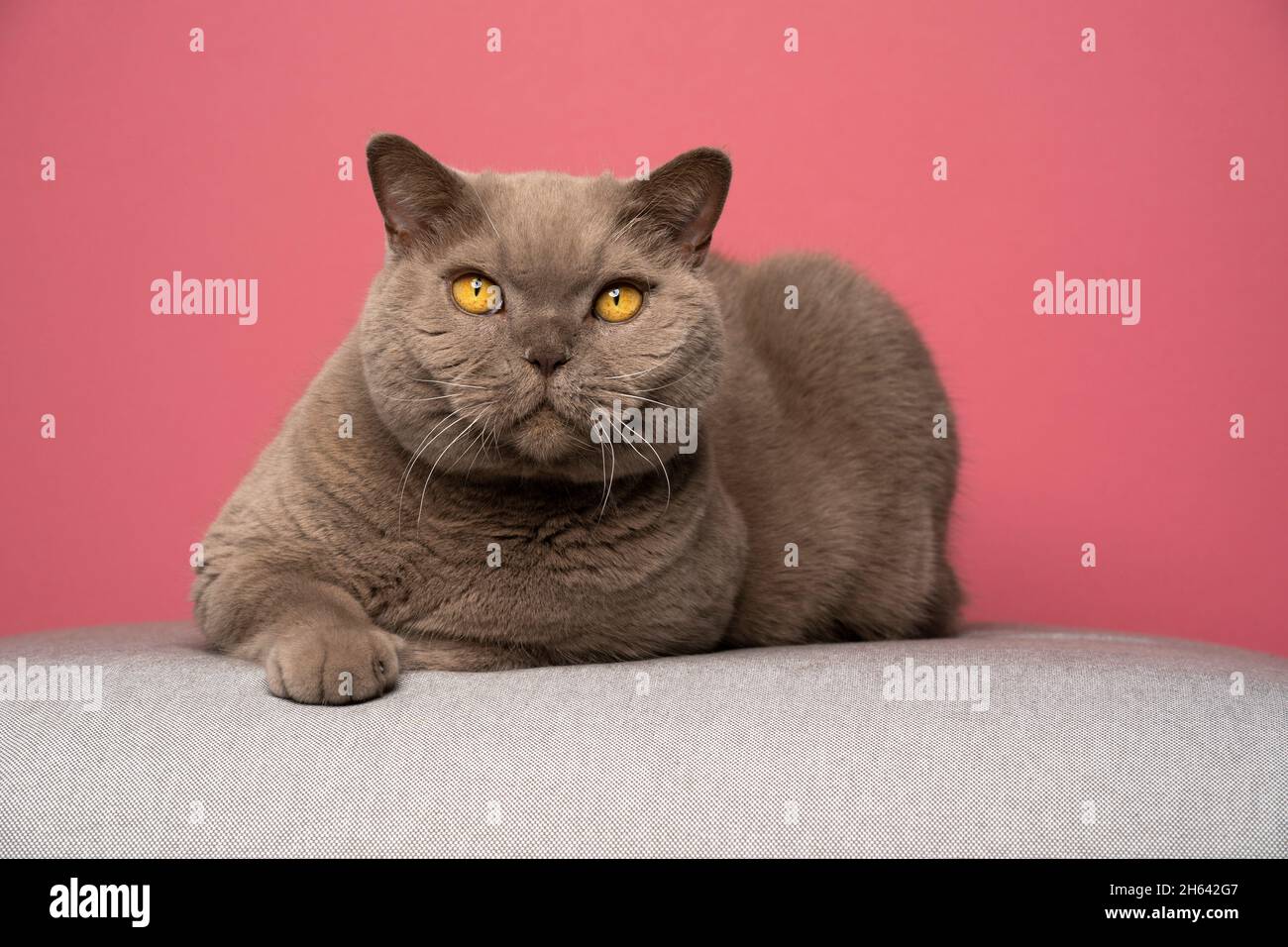 fluffy lilac british shorthair cat resting on couch looking at camera portrait on pink background with copy space Stock Photo
