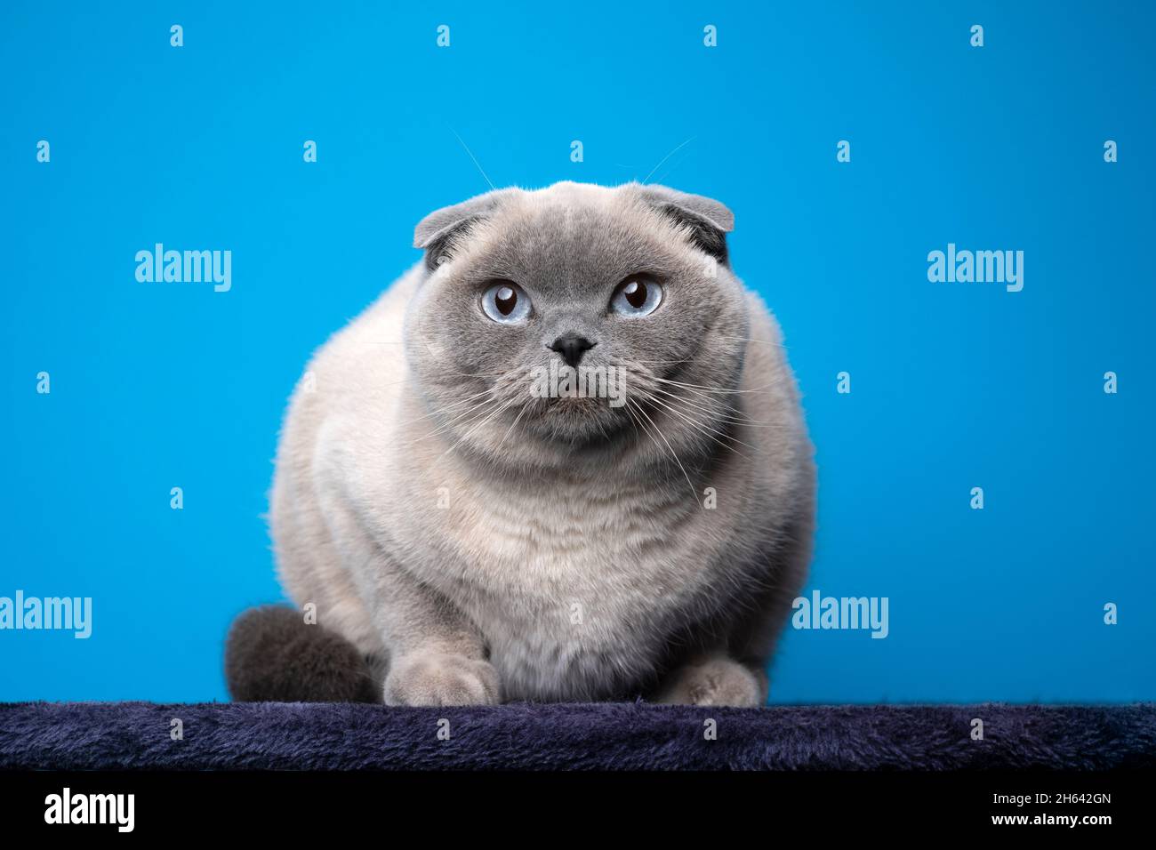 blue point scottish fold cat portrait looking at camera on blue background with copy space Stock Photo