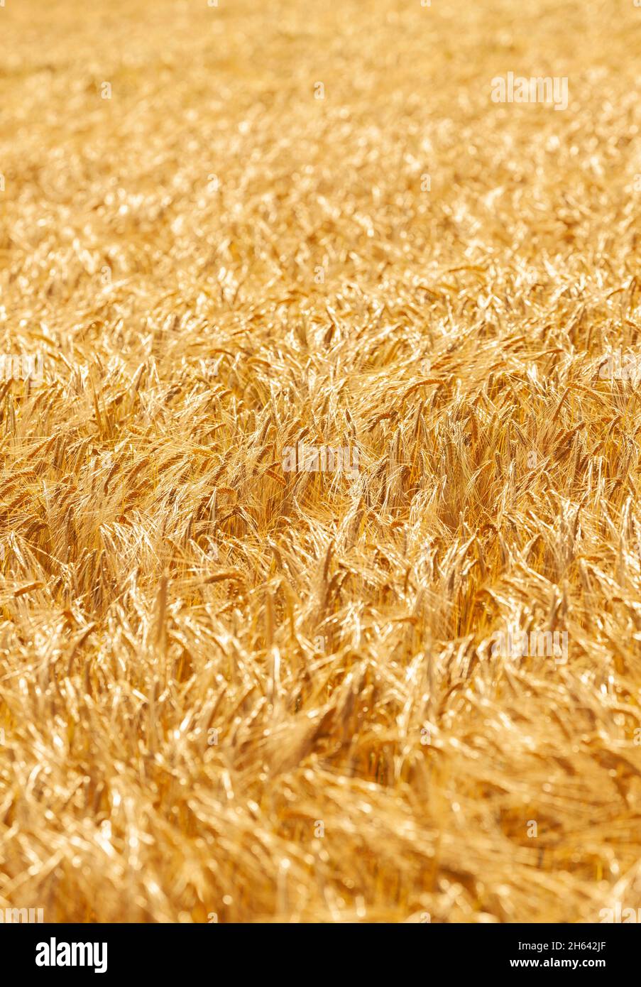ripe ears of barley in a grain field in summer Stock Photo