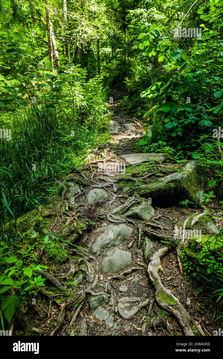 Hiking trail with fallen tree in the forest hi-res stock photography ...