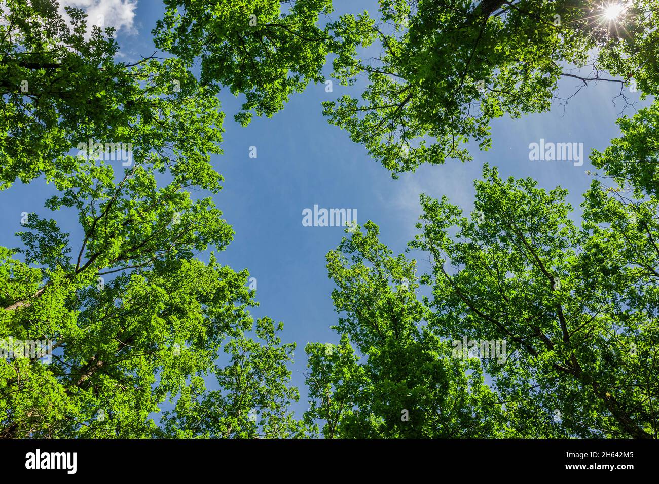 view from below into the treetops of old oak trees Stock Photo
