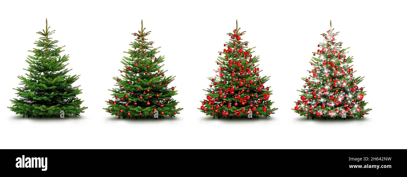christmas trees,unadorned and decorated with red balls isolated on white background Stock Photo