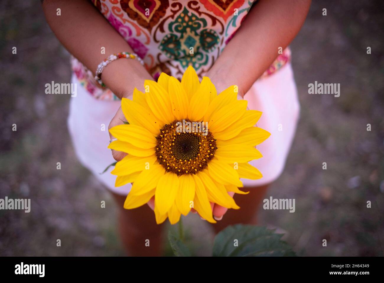 top view of hands of woman traveler holding beautiful freshly bloomed yellow sunflower. Stock Photo
