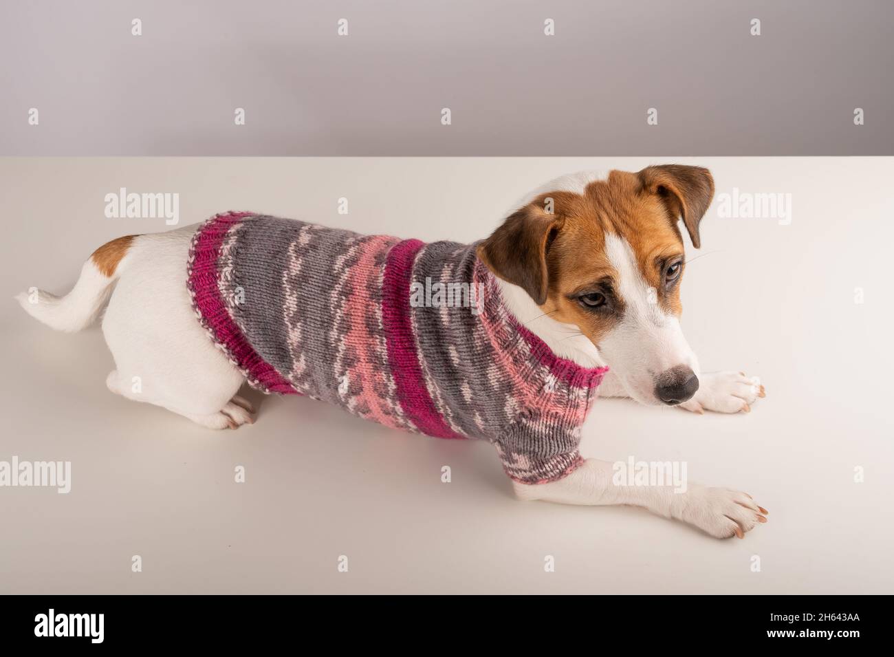 Jack russell terrier dog in a knitted woolen sweater on a white