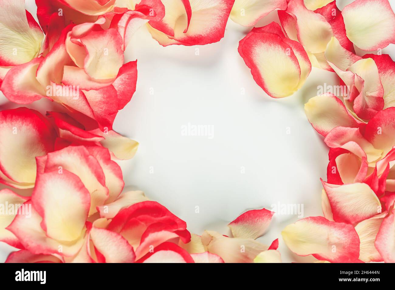 Petal border rose petals red hi-res stock photography and images - Alamy