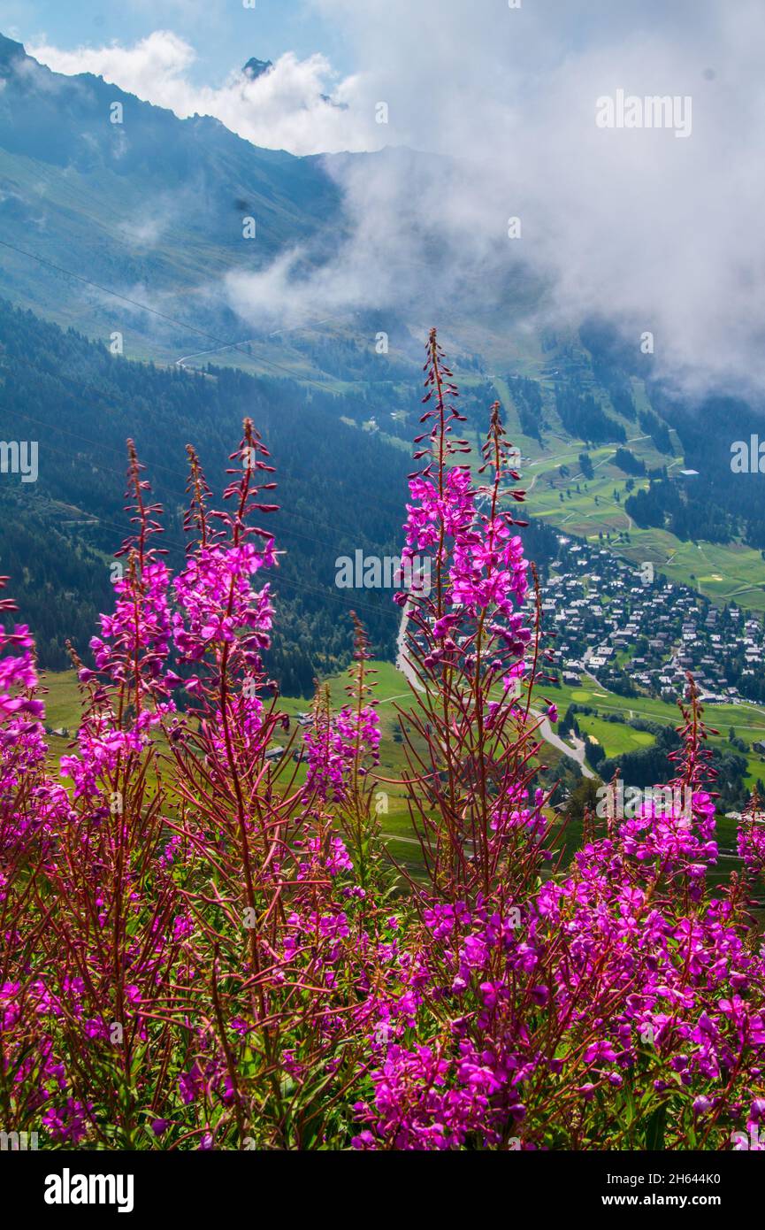 Blossomed beautiful purple fireweed flowers Stock Photo - Alamy