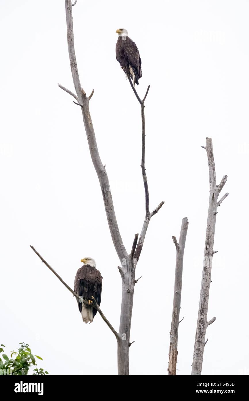Issaquah, Washington, USA.  Two adult Bald Eagles perched in a dead tree in Lake Sammamish State Park. Stock Photo