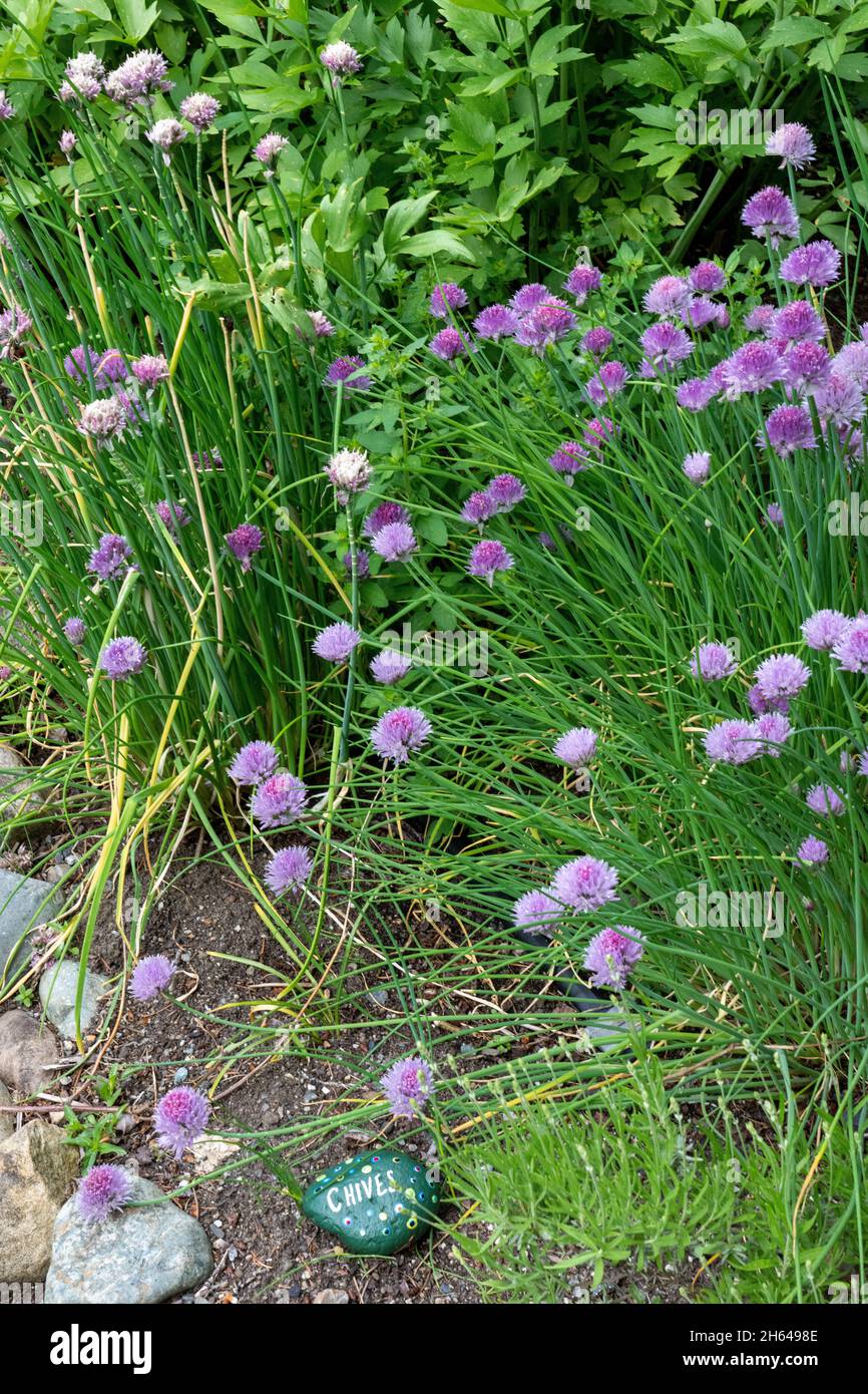 Chive Tree Chive plants hi-res stock photography and images - Alamy