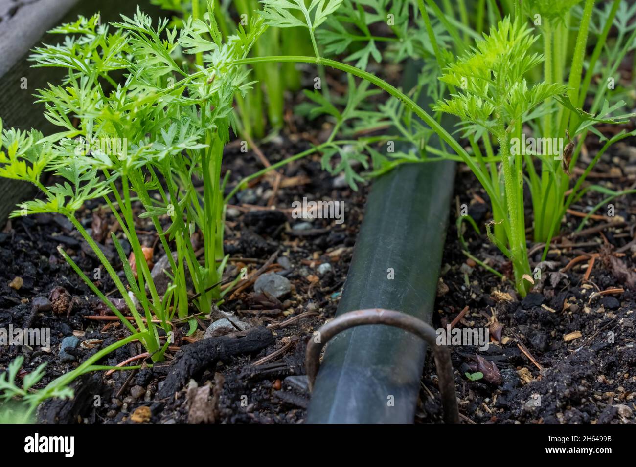 Issaquah, Washington, USA.   Young carrot plants grown from seed Stock Photo