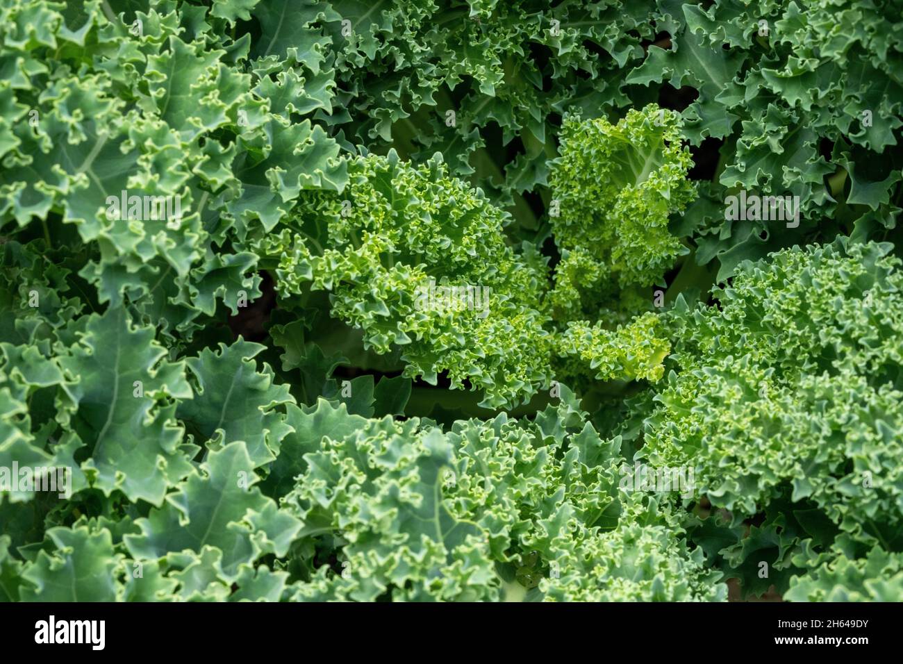 Ruffle leaves hi-res stock photography and images - Alamy