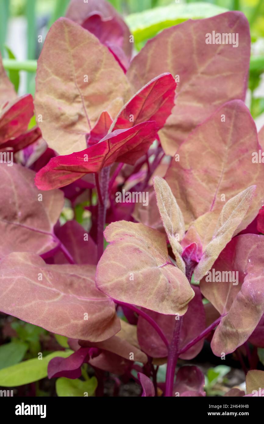 Issaquah, Washington, USA.  Red Orach or Purple Mountain Spinach plants growing in a vegetable garden. Stock Photo