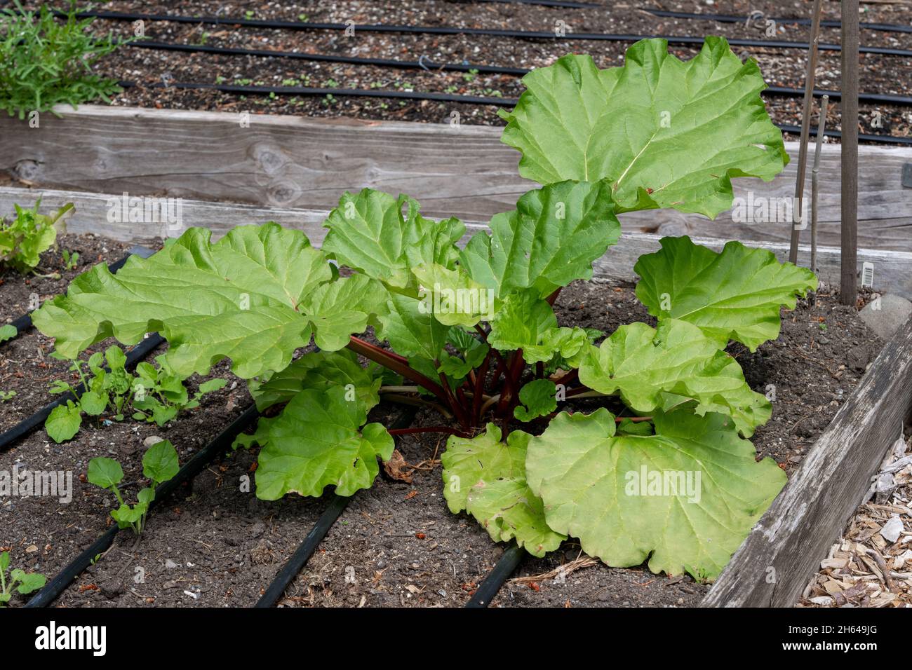 Issaquah, Washington, USA.   Over-wintered Rhubarb plant Stock Photo
