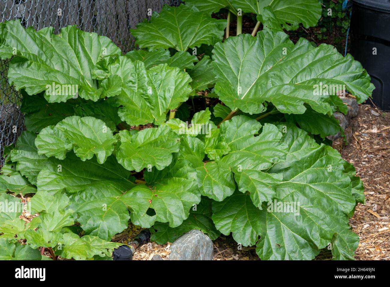 Issaquah, Washington, USA.   Over-wintered Rhubarb plant Stock Photo