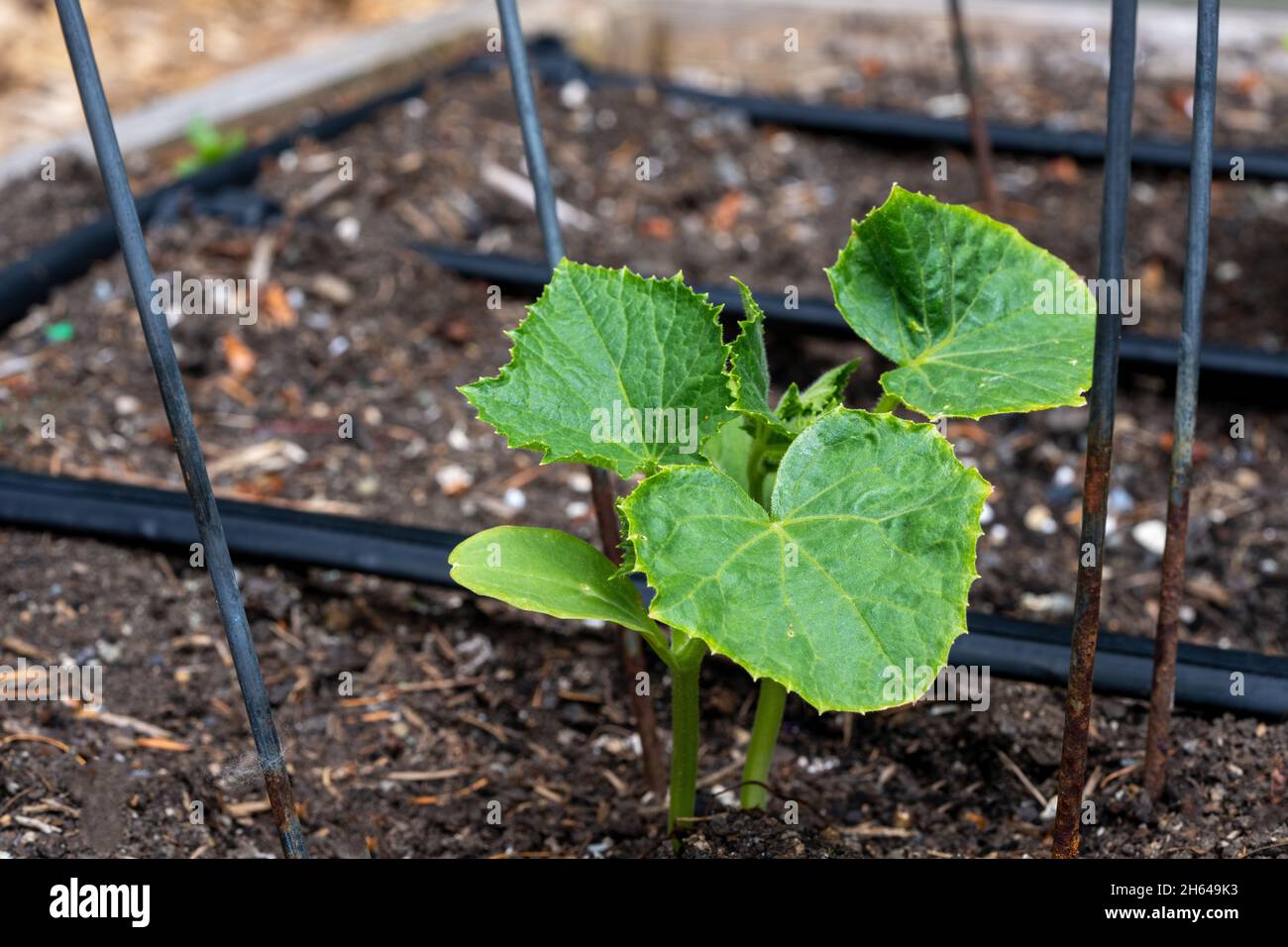 Cucumis sativus lemon hi-res stock photography and images - Alamy