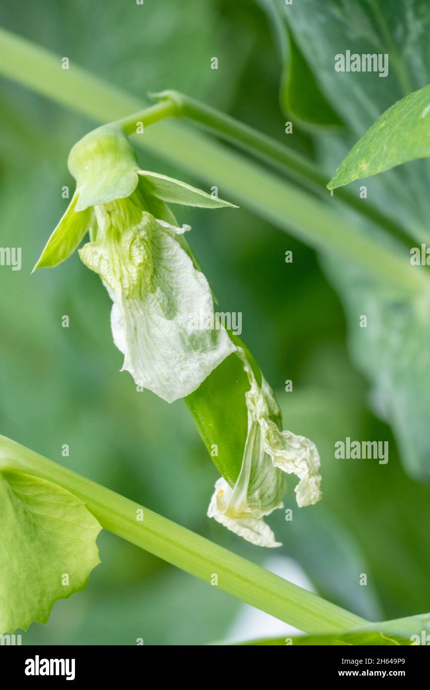 Issaquah, Washington, USA.   Close-up of a Sugar Snap Pea plant with pea emerging from the blossom Stock Photo