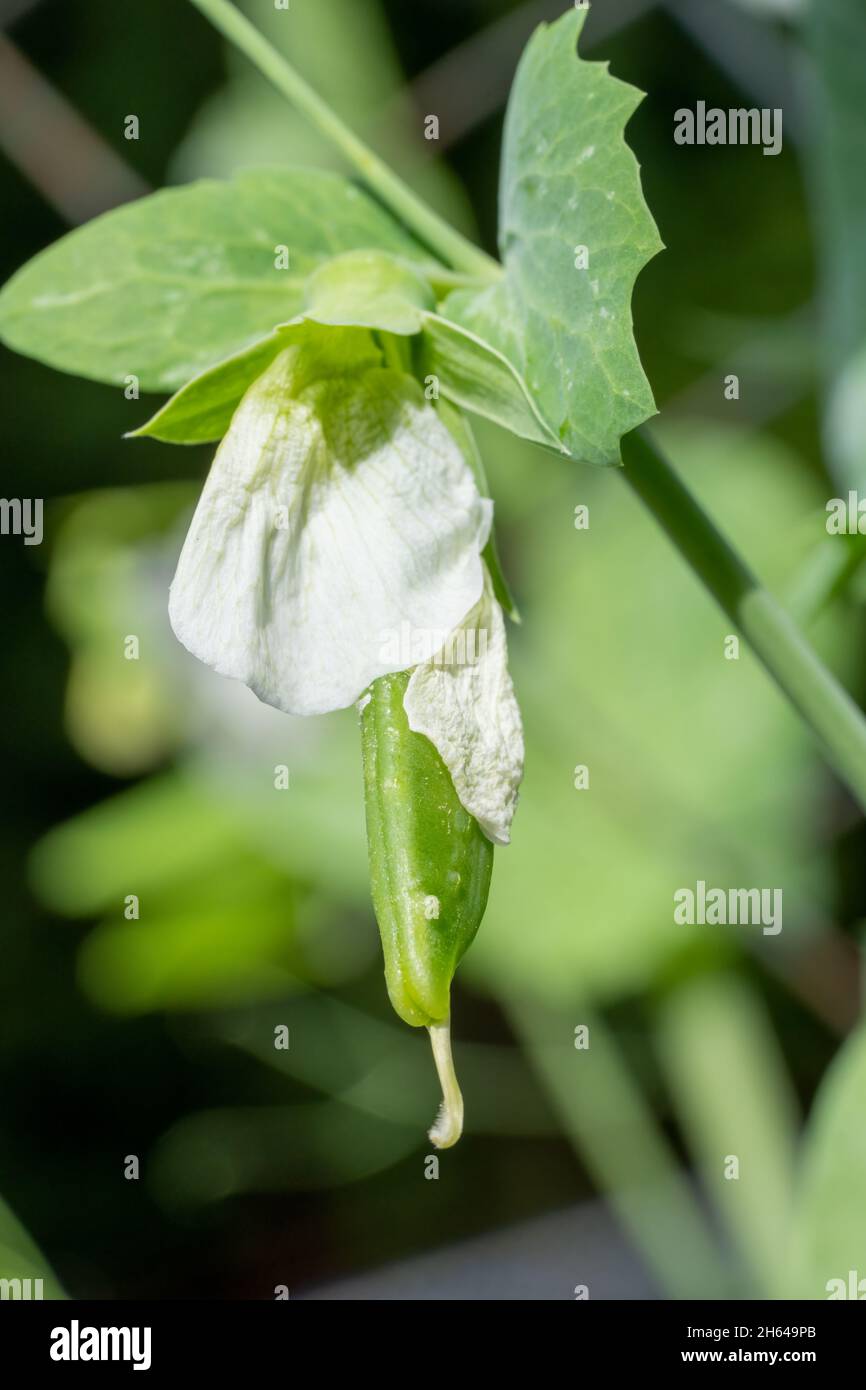 Issaquah, Washington, USA.   Close-up of a Sugar Snap Pea plant with pea emerging from the blossom Stock Photo