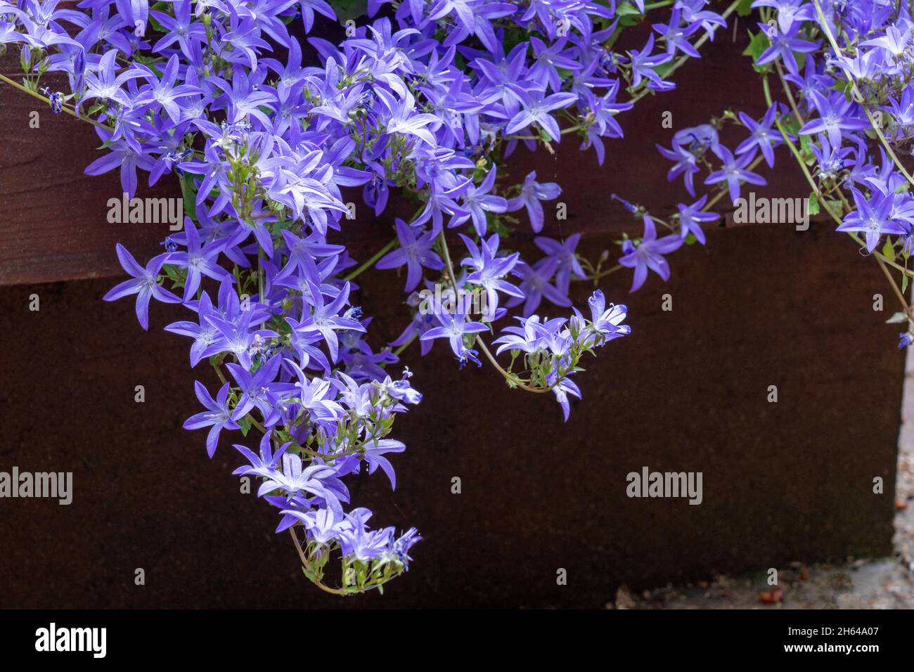 Issaquah, Washington, USA.  Campanula 'Blue Waterfall' flowers in bloom Stock Photo