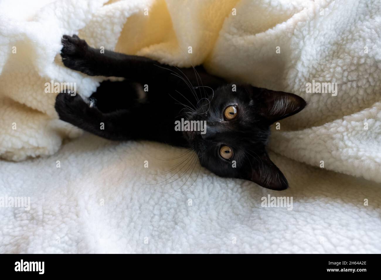 Two month old black kitten, Mr. Pickles, partially hidden by a blanket (PR) Stock Photo