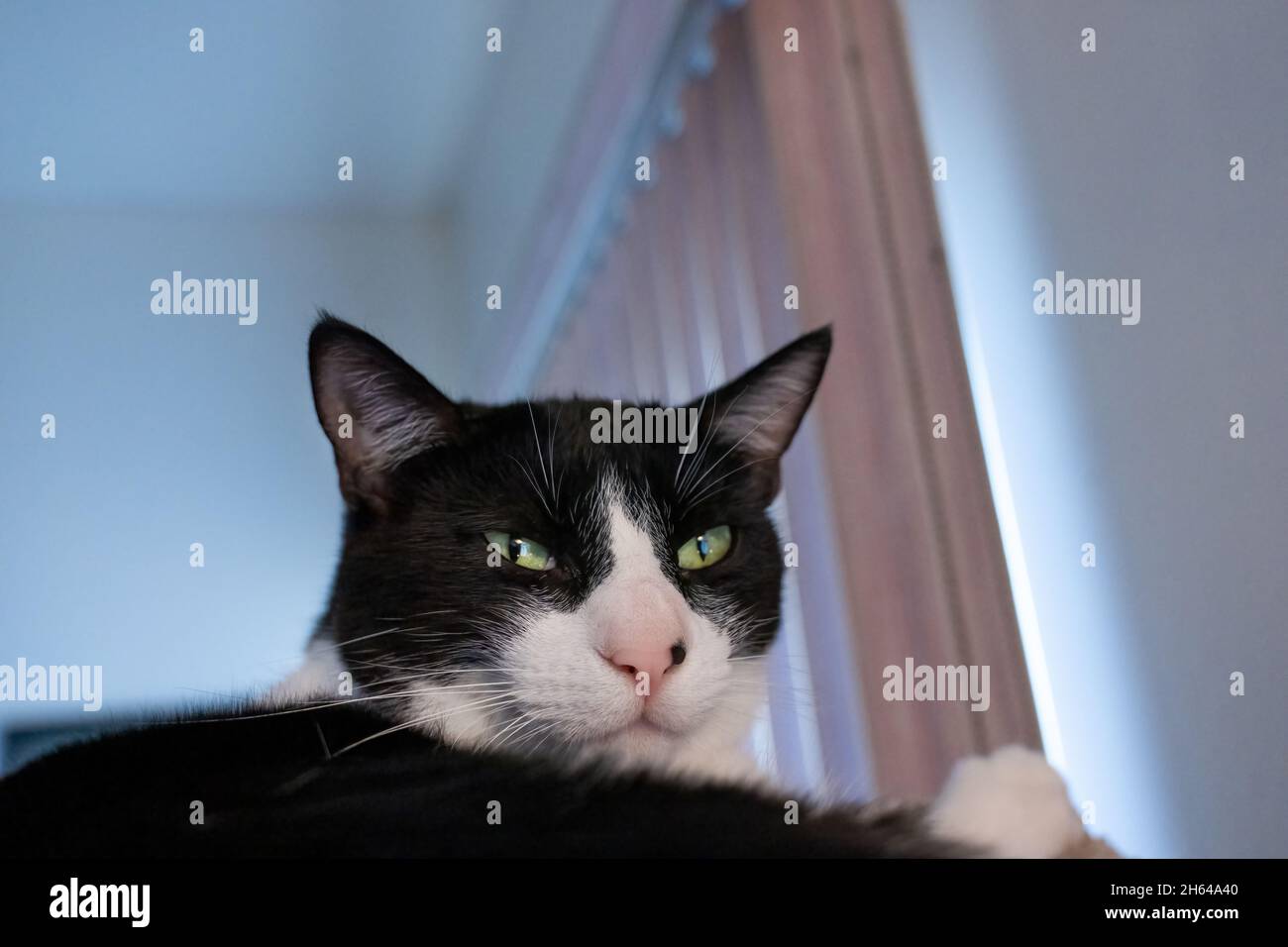 Black and white cat, Mo Mo, resting on its cat tower Stock Photo