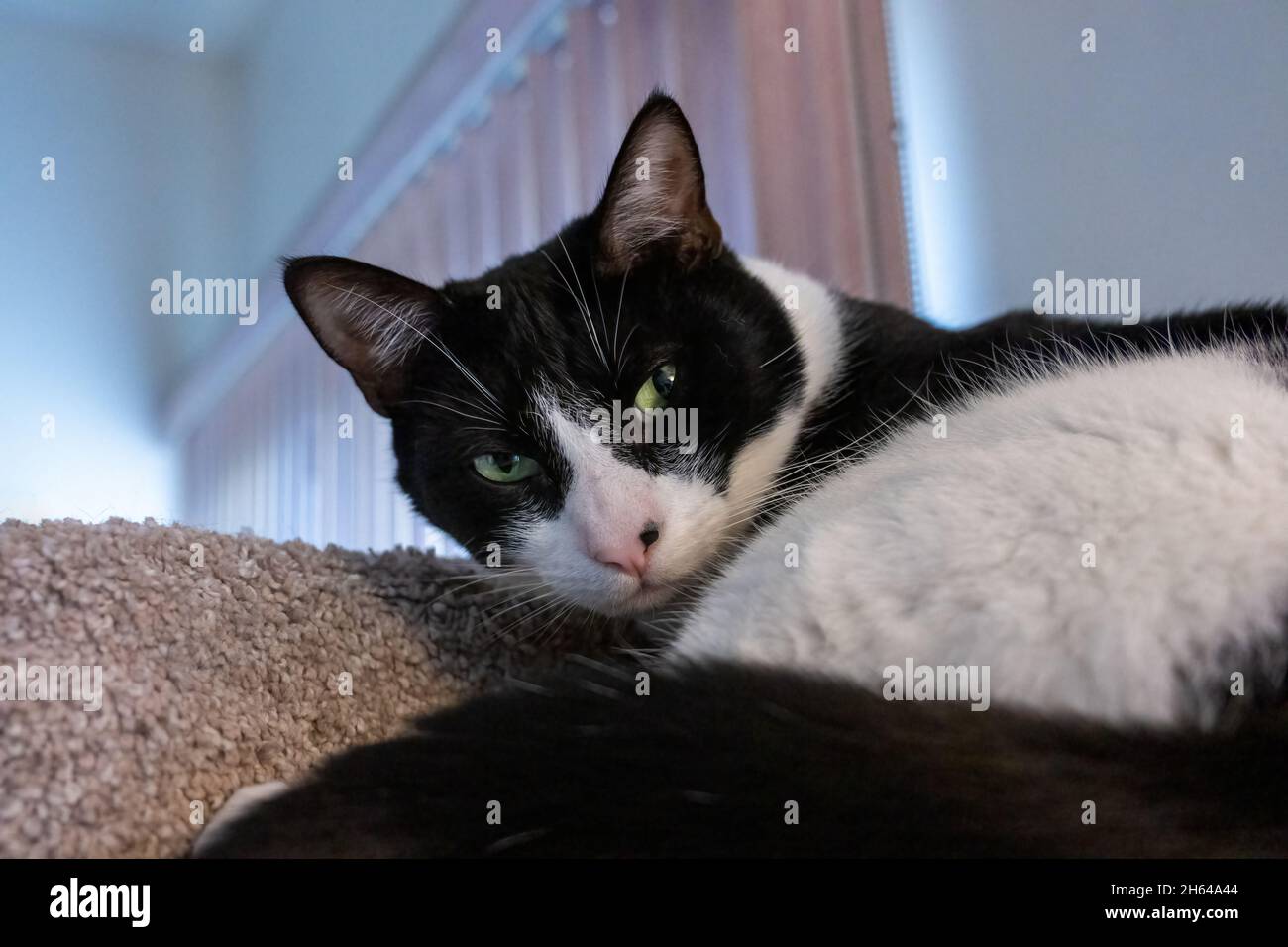 Black and white cat, Mo Mo, resting on its cat tower Stock Photo