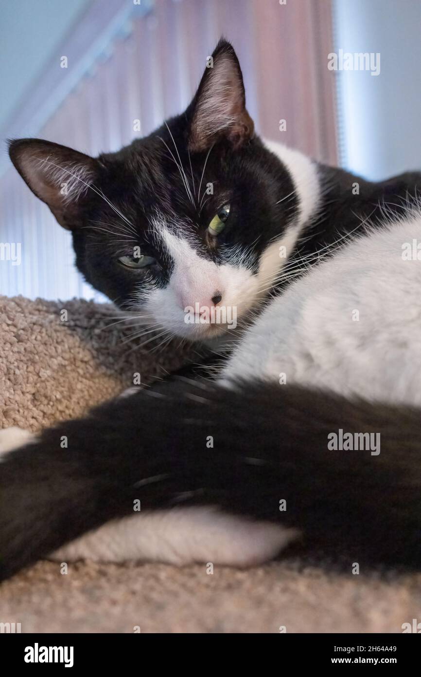 Black and white cat, Mo Mo, resting on its cat tower Stock Photo