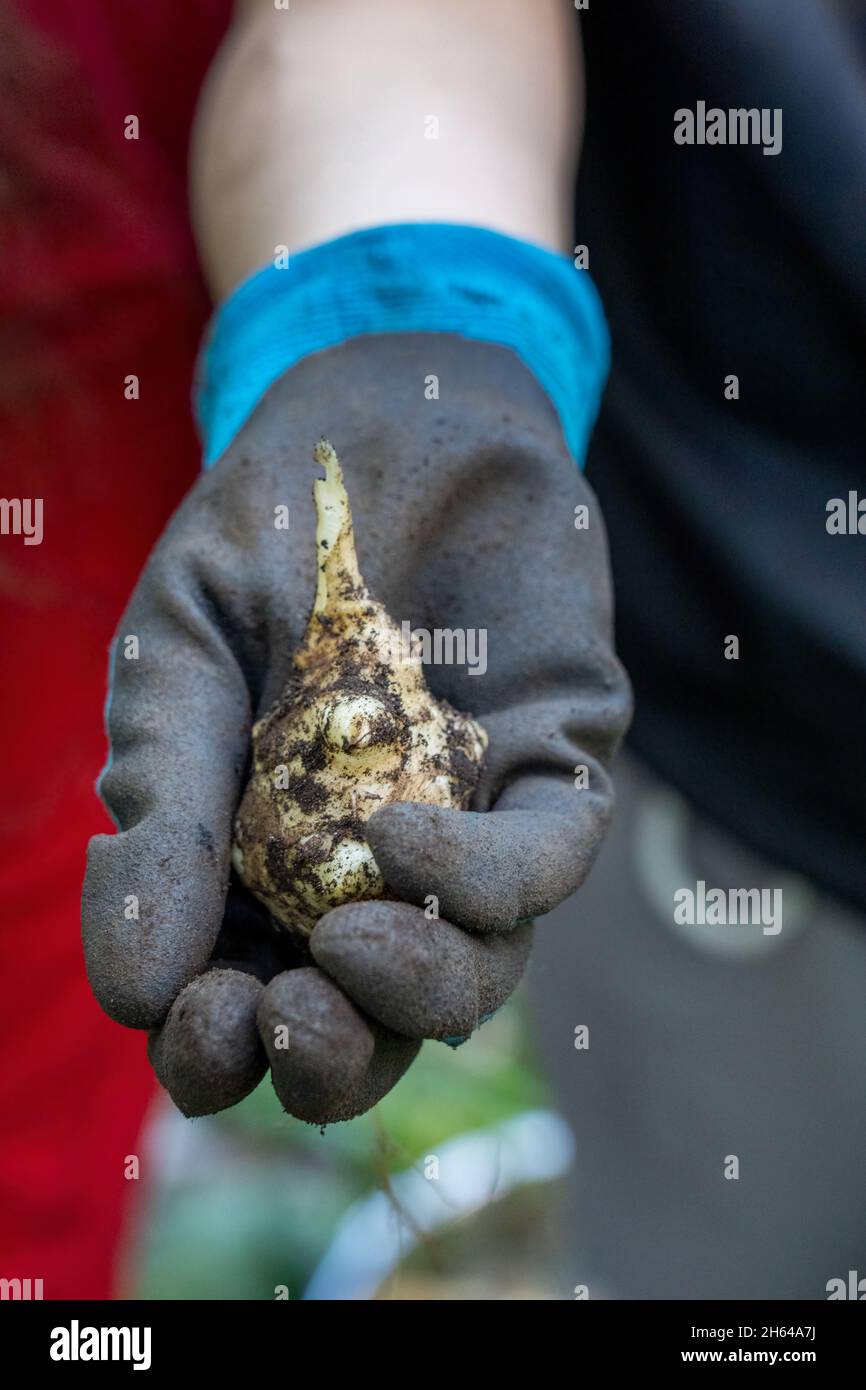 Issaquah, Washington, USA.  7 year old boy showing the tuber of a freshly harvested Jerusalem artichoke (Helianthus tuberosus), also called sunroot, s Stock Photo