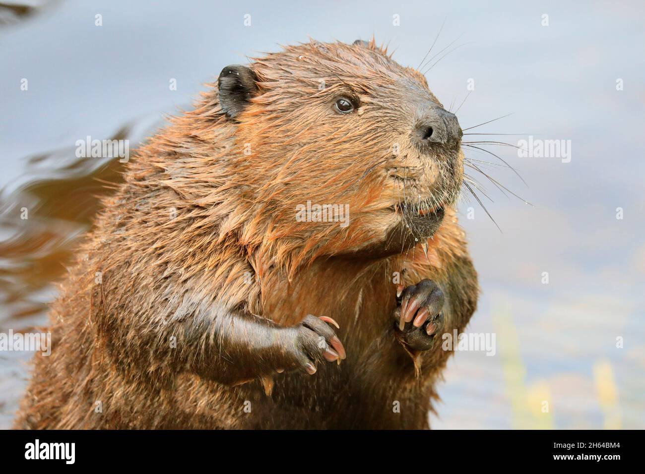 A close-up portrait view of a North American beaver, Quebec, Canada Stock Photo
