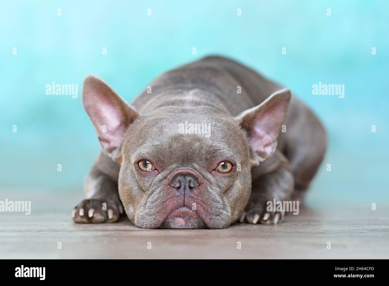 Lilac brindle French Bulldog dog with yellow eyes in front of blue wall Stock Photo
