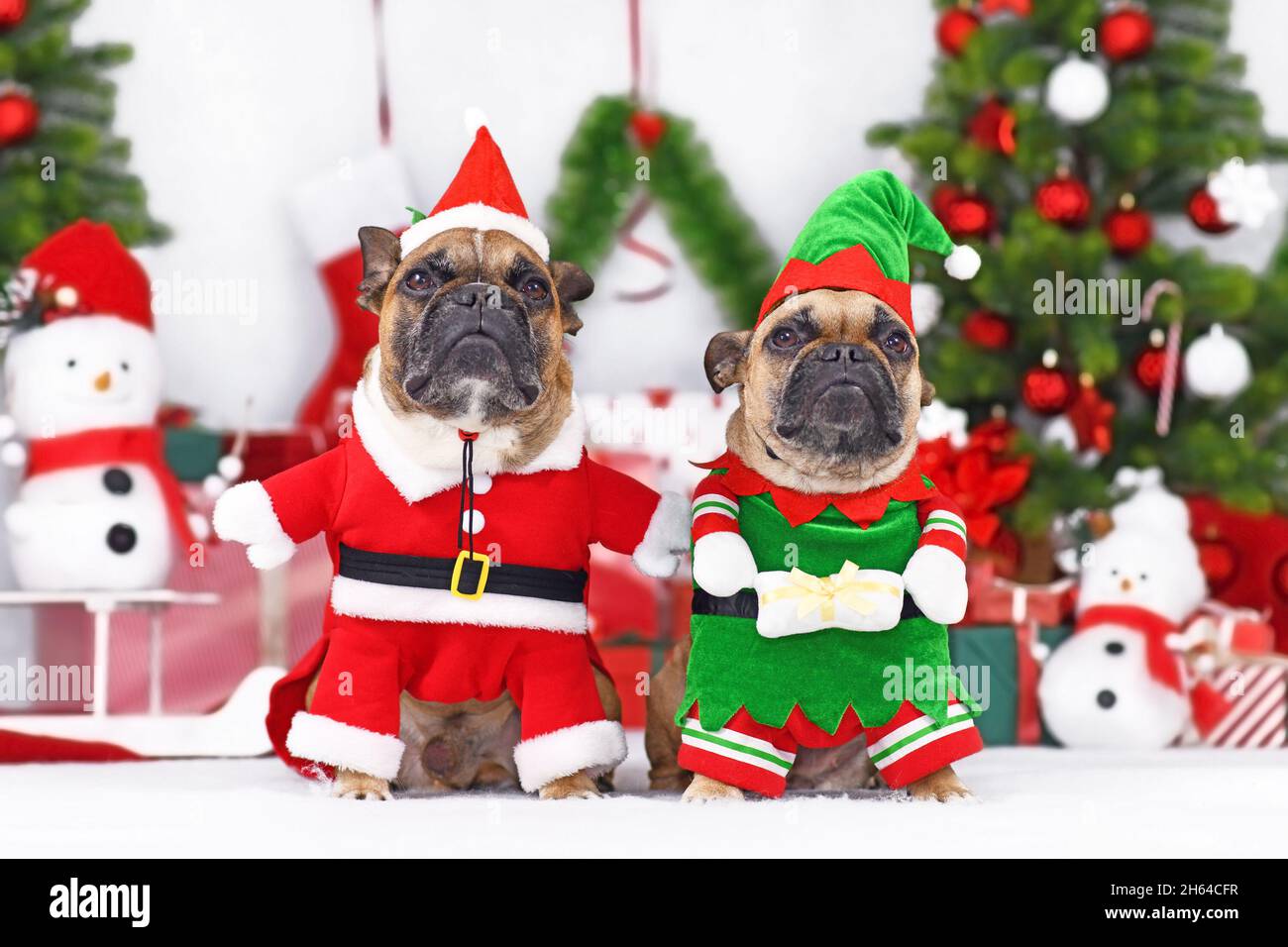 Pair of funny Christmas dogs. French Bulldogs wearing Christmas costumes dressed up as Christmas elf and Santa Claus Stock Photo