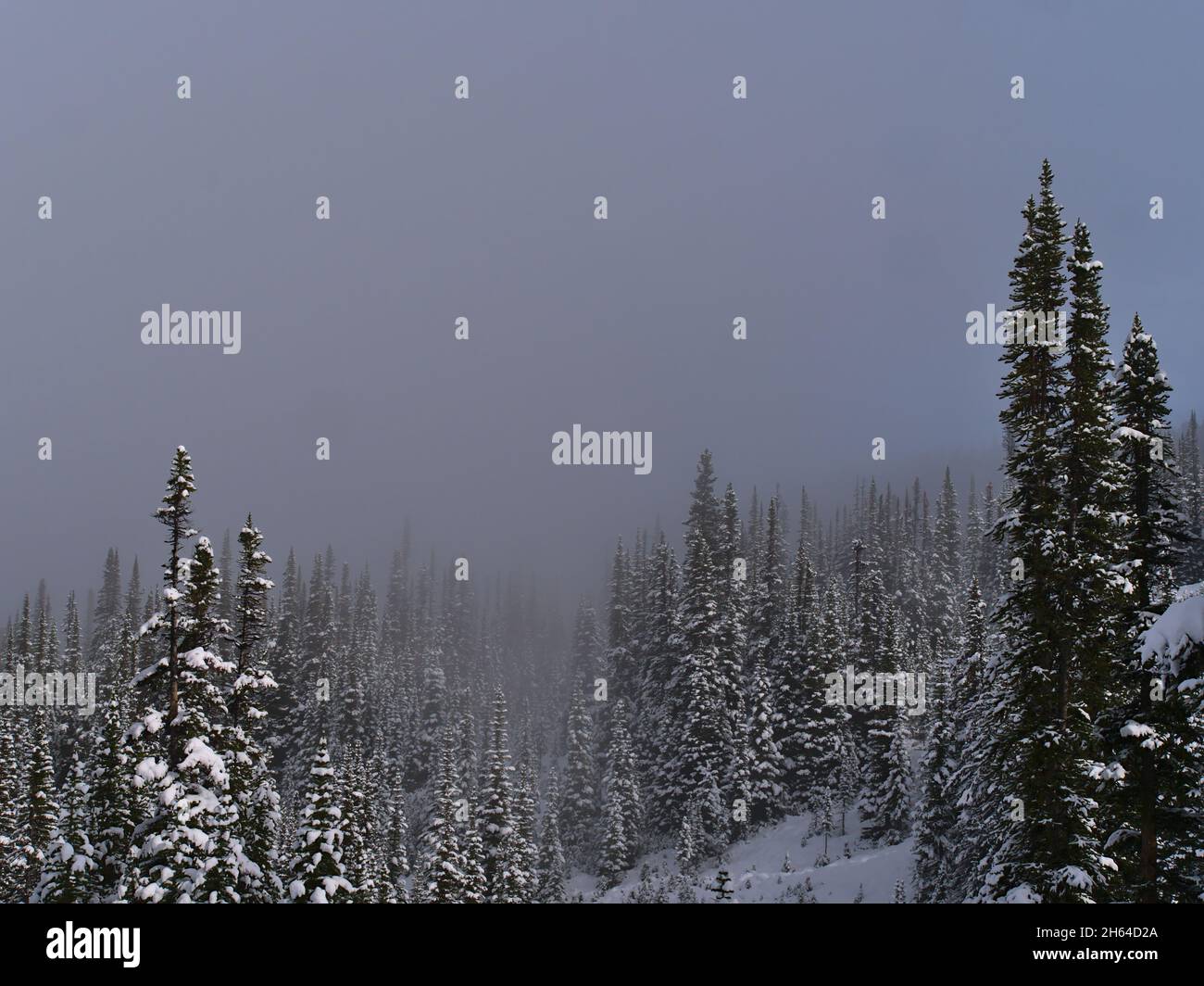 Thick fog background hi-res stock photography and images - Alamy