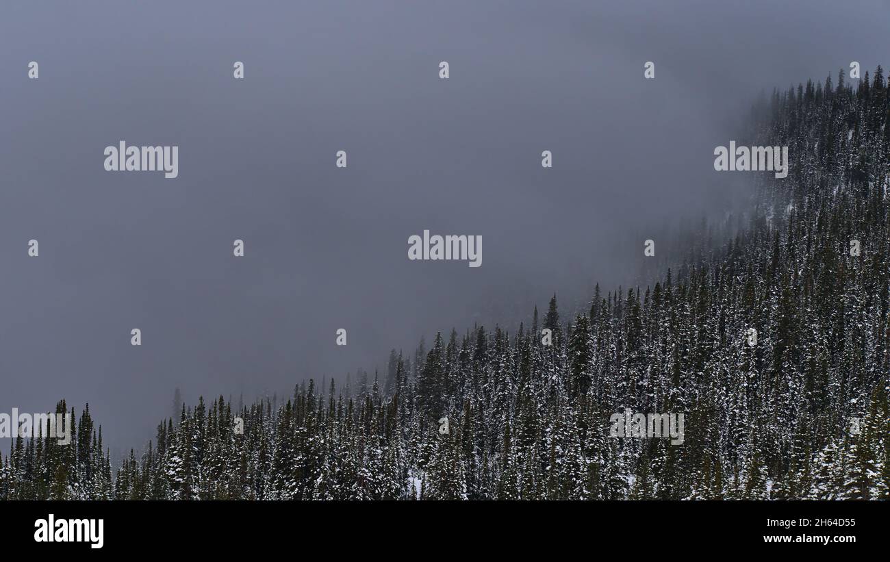 thick women pantyhose