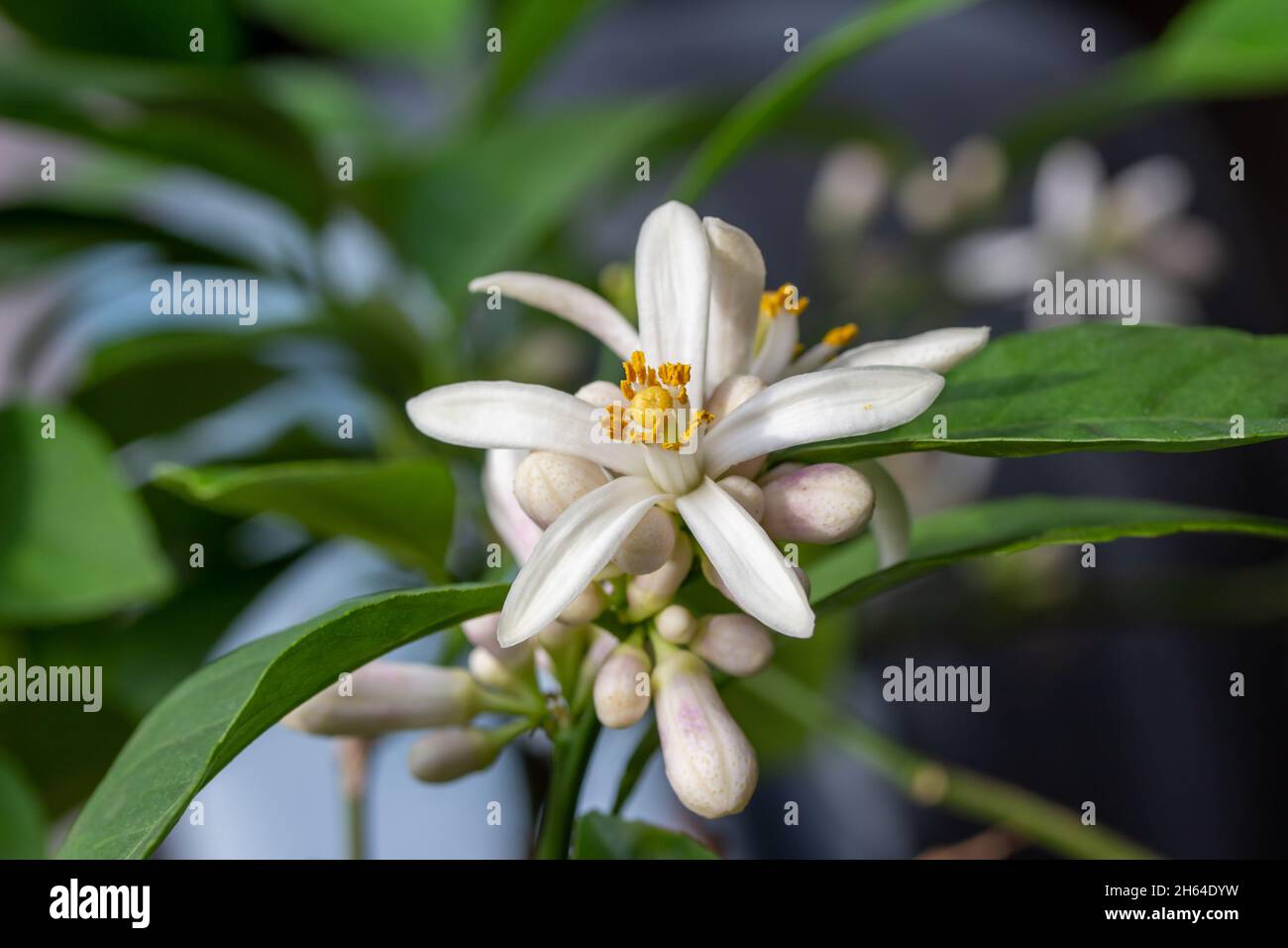 Macro abstract texture view of white blooming flower blossoms and buds