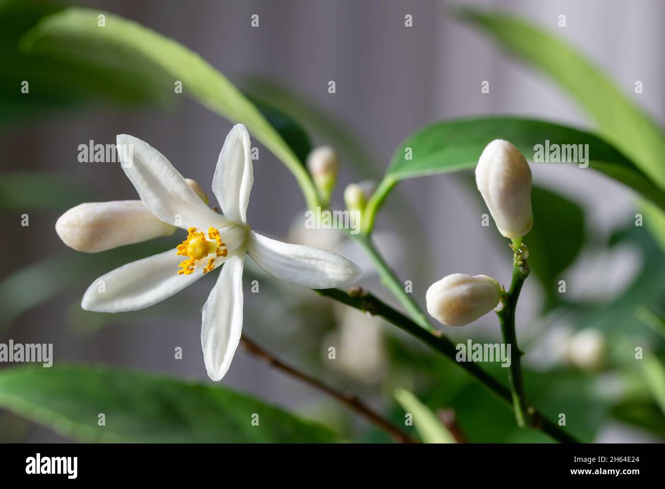 Macro abstract texture view of white blooming flower blossoms and buds