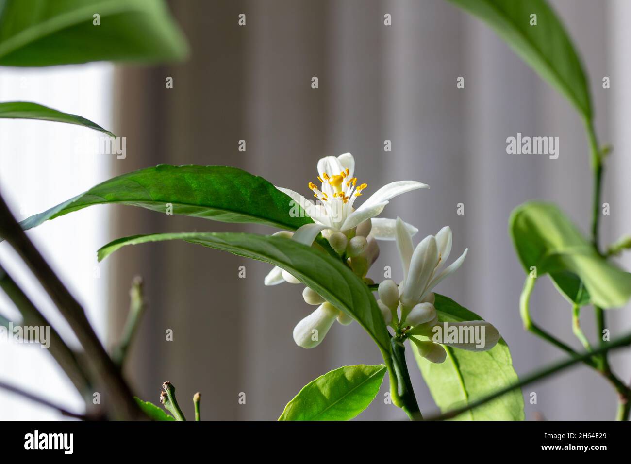 Macro abstract texture view of white blooming flower blossoms and buds
