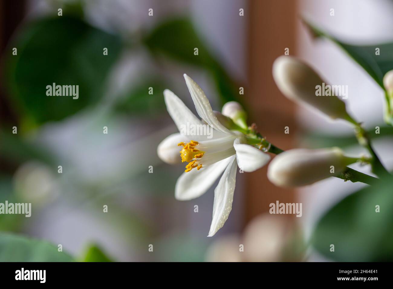 Macro abstract texture view of white blooming flower blossoms and buds