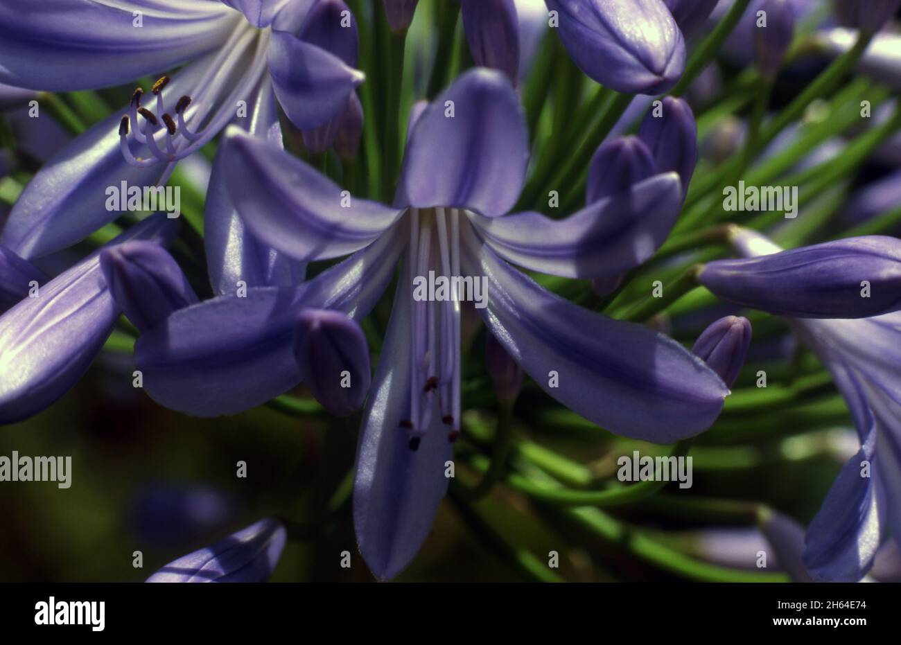 CLOSE-UP OF AN AGAPANTHUS FLOWER IN FULL BLOOM Stock Photo