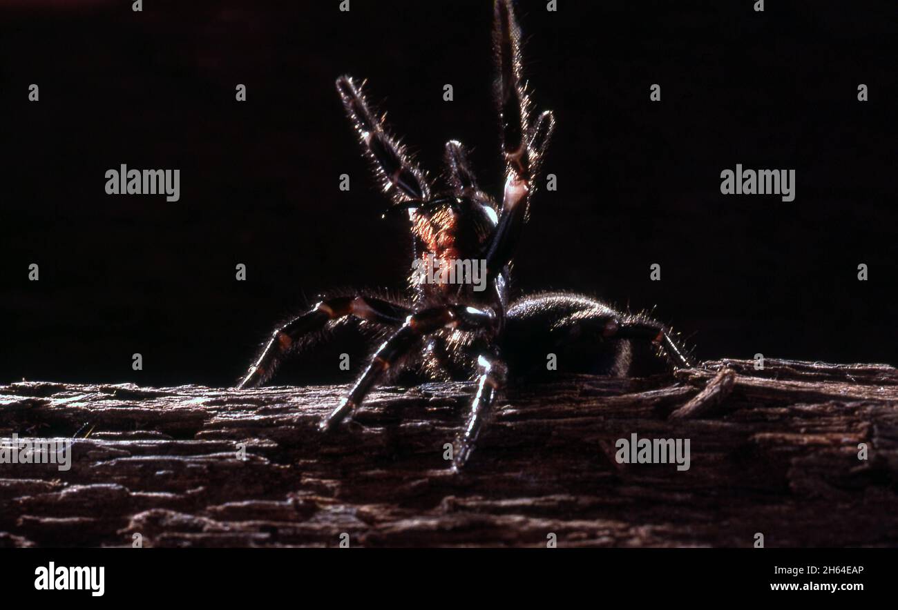SYDNEY FUNNEL-WEB SPIDER (ATRAX ROBUSTUS) IN A WARNING POSTURE Stock Photo