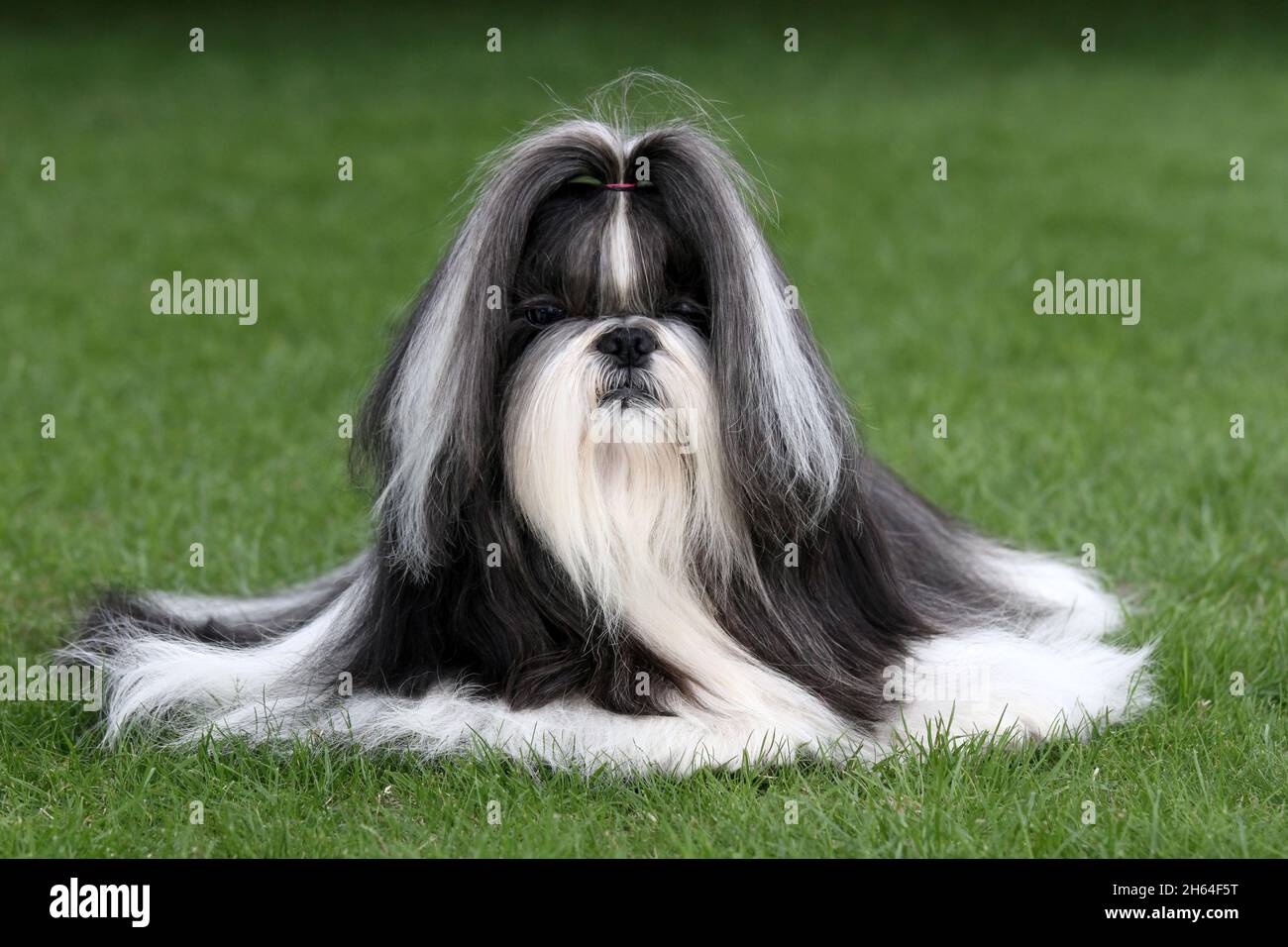 Long haired black and white Shih Tzu Stock Photo