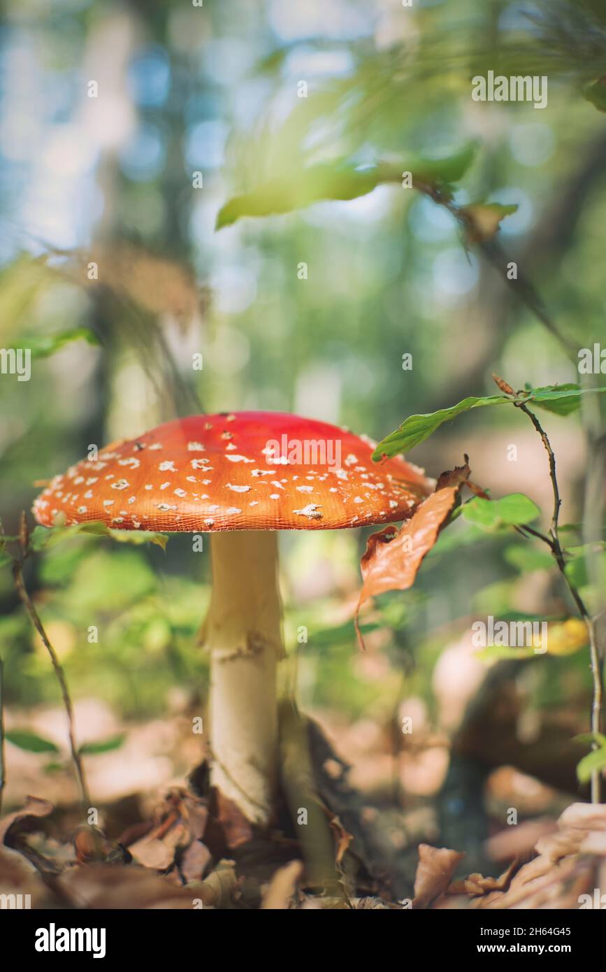 Closeup shot of red poisonous mushroom called amanita muscaria in the forest Stock Photo