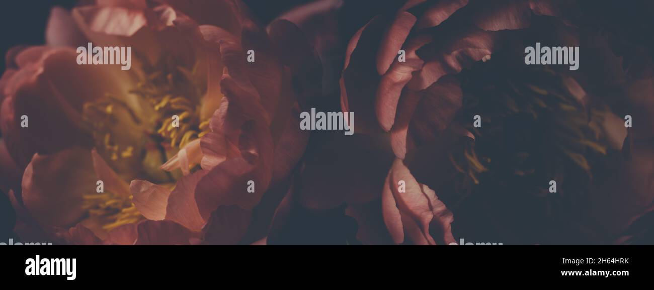 Dark vintage image of bouquet of red peonies on black. Floristic ...