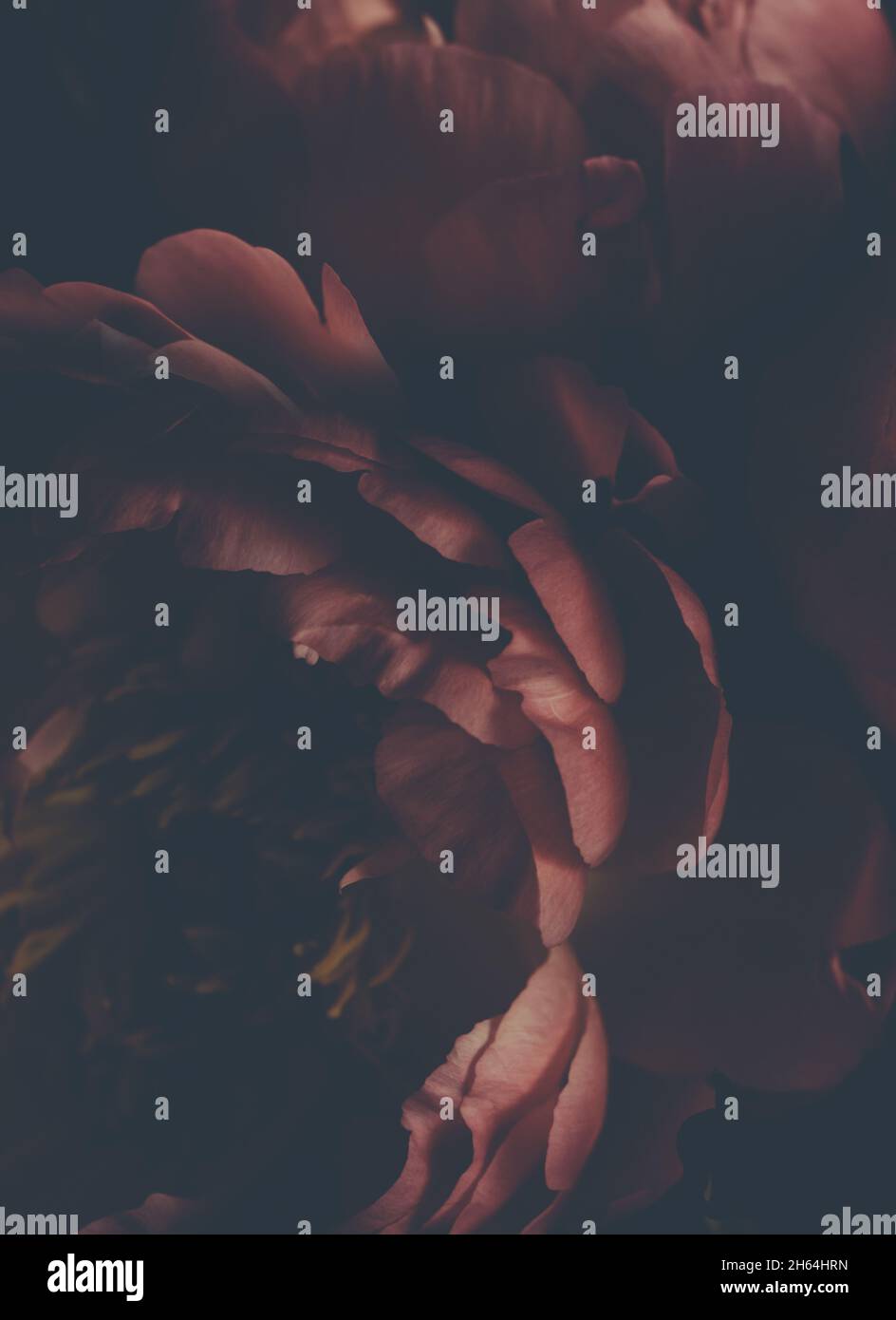Dark vintage image of bouquet of red peonies on black. Floristic ...