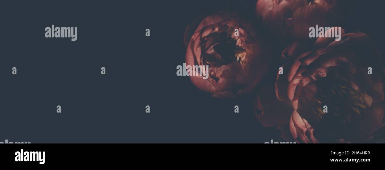 Dark vintage image of bouquet of red peonies on black. Floristic ...