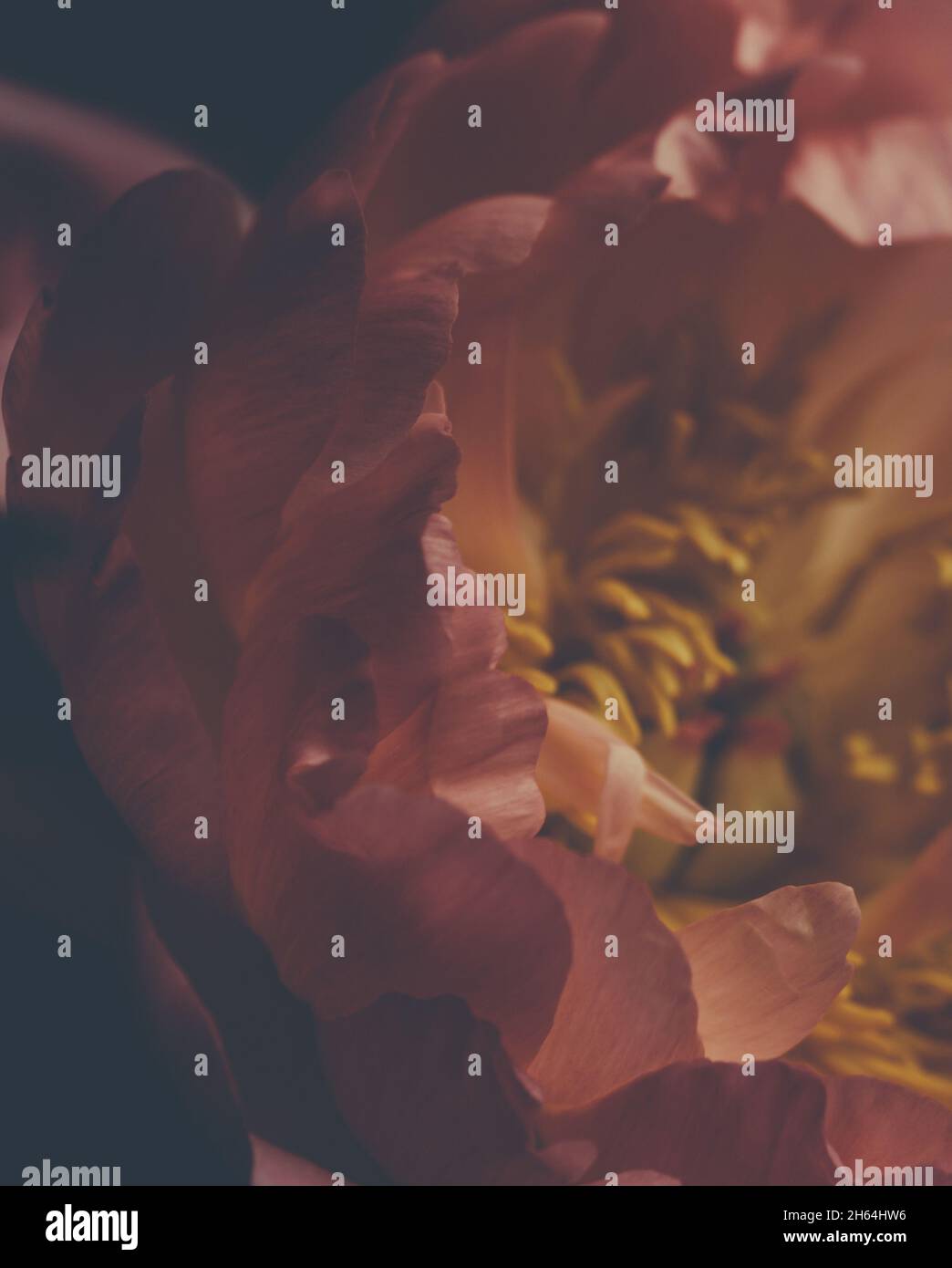 Dark vintage image of bouquet of red peonies on black. Floristic ...