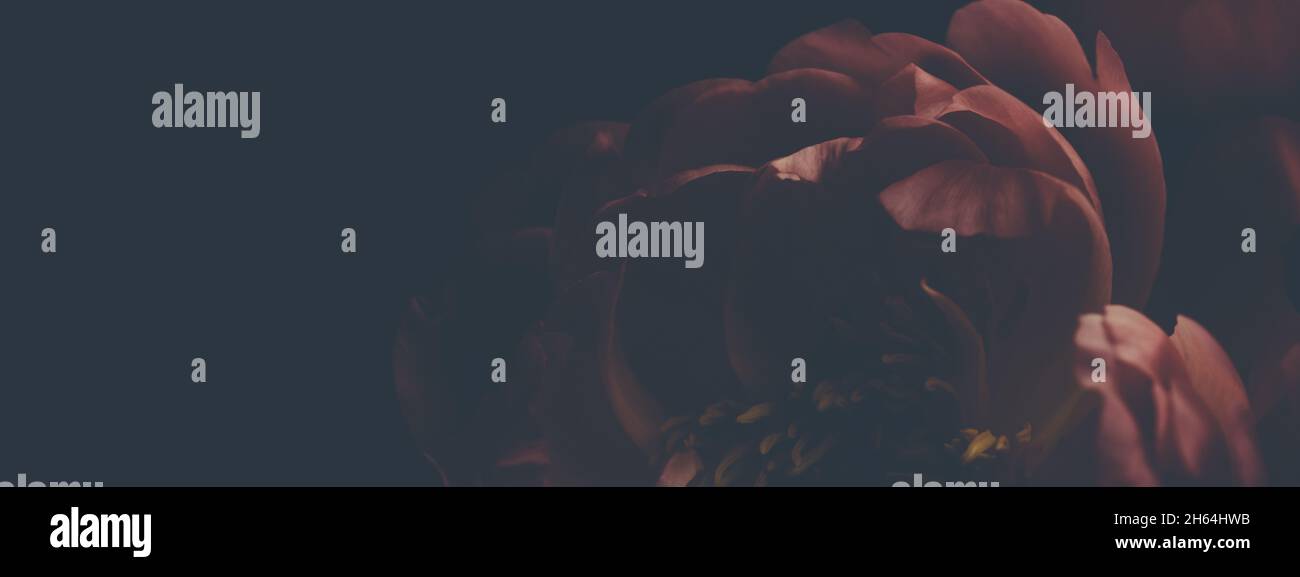 Dark vintage image of bouquet of red peonies on black. Floristic ...