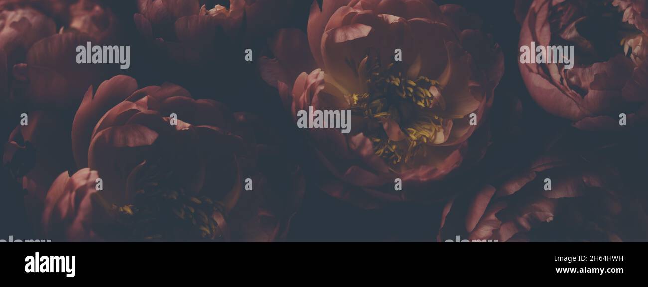 Dark vintage image of bouquet of red peonies on black. Floristic ...