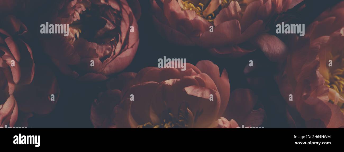 Dark vintage image of bouquet of red peonies on black. Floristic ...