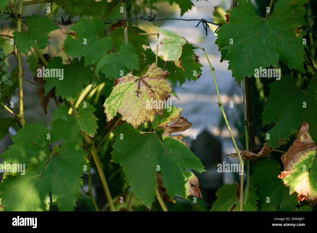 A very dangerous grape disease that affects the aerial parts of the plant, covering the upper side of the leaves with a white coating. Dark spots appear on diseased leaves. Spots appear turn brown  Stock Photo