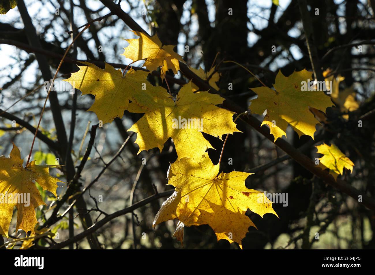 Beautiful leaves on trees in autumn season Stock Photo - Alamy