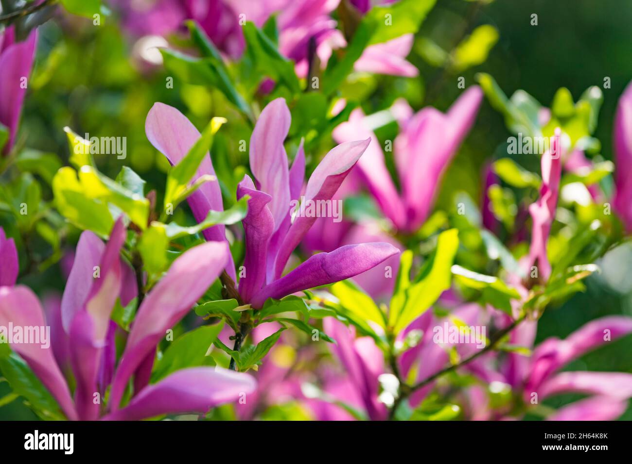Magnolia soulangeana or saucer magnolia purple pink blossom tree flower ...