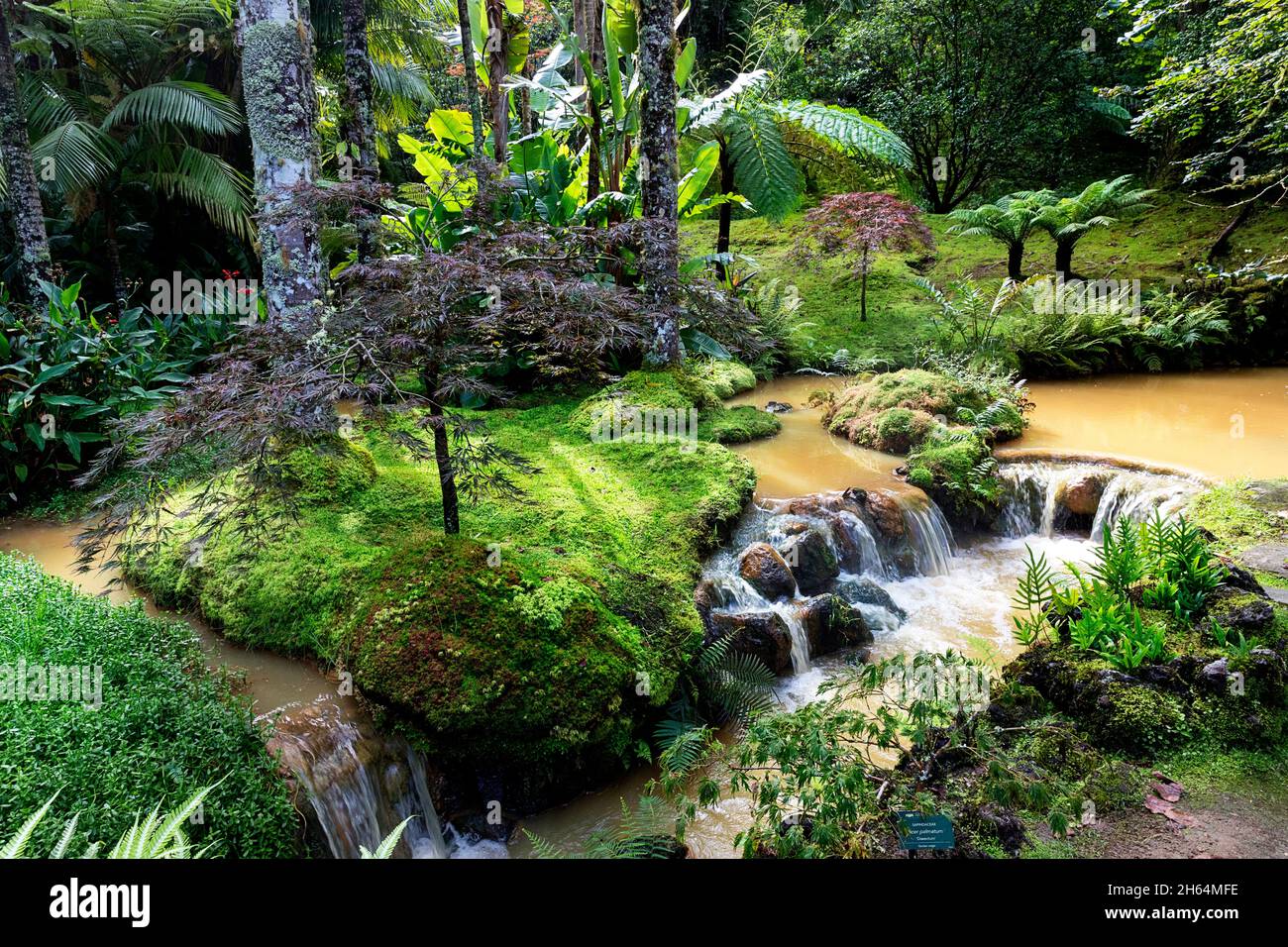 Portugal, Azores, Sao Miguel Island, Furnas. Lush exotic forest and water stream in Terra Nostra Garden Stock Photo